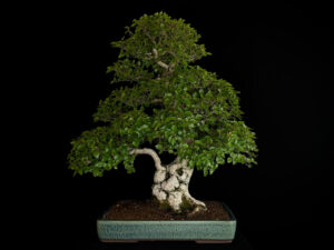 Carpinus Turczananovii