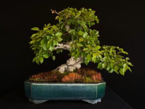 Carpinus Turczananovii