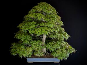 Acer Palmatum Deshojo