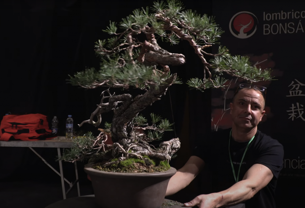 One to one. David en ube2024 bonsai empire