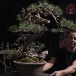 One to one. David en ube2024 bonsai empire