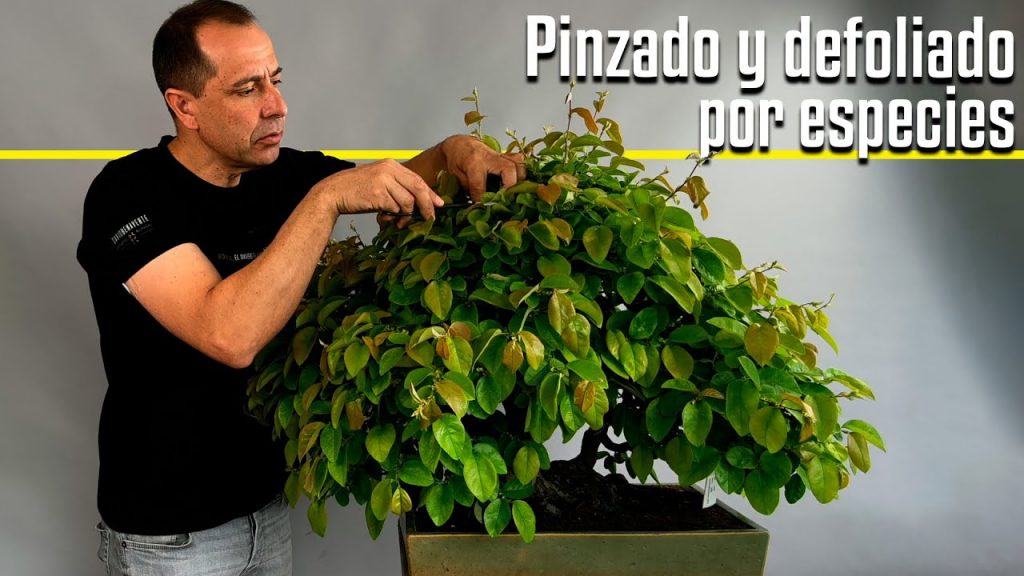 Pinzado y defoliado por especie