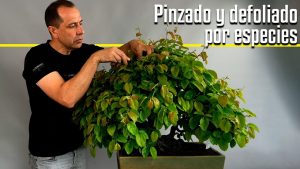 Pinzado y defoliado por especie