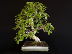 CARPINUS TURCZANINOWII
