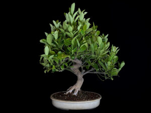 CITRUS CALAMONDIN