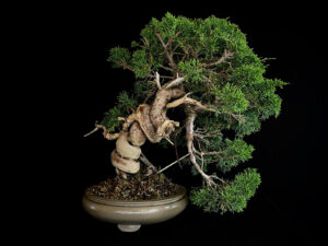 JUNIPERUS CHINENSIS