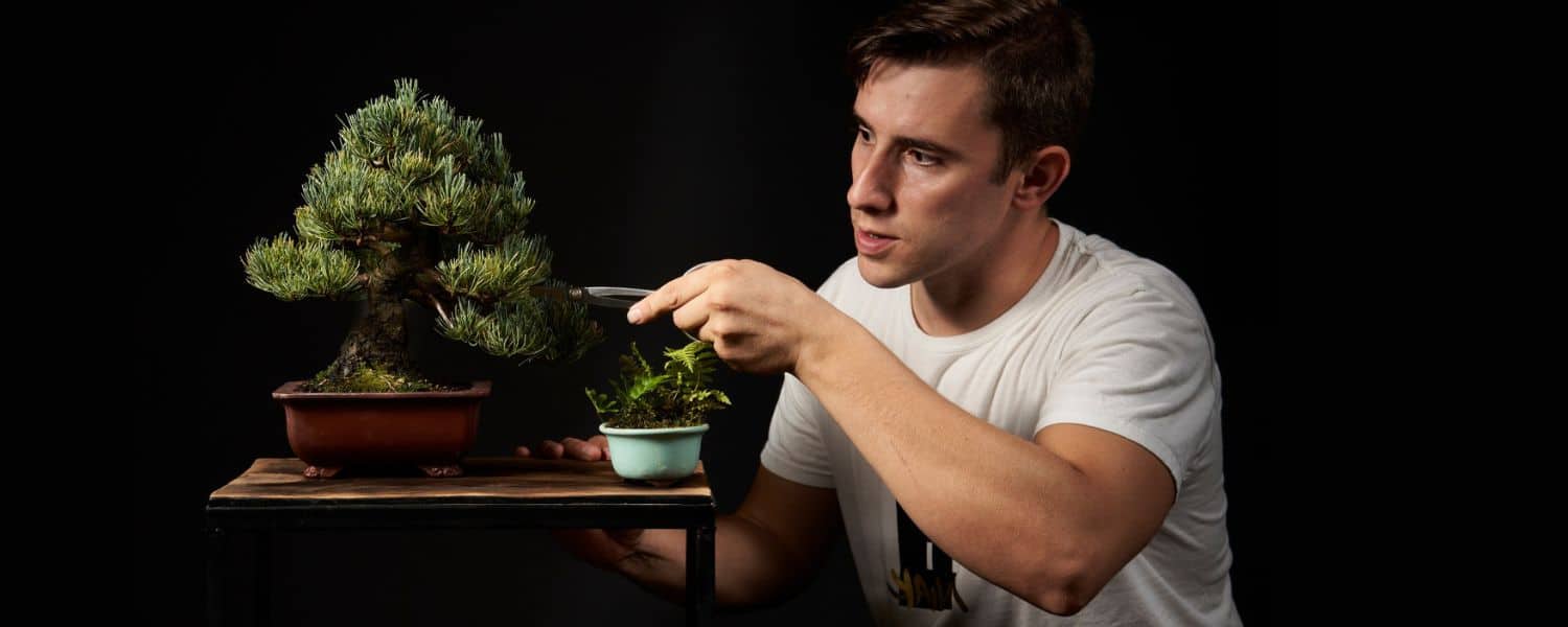 Bonsai school medium level