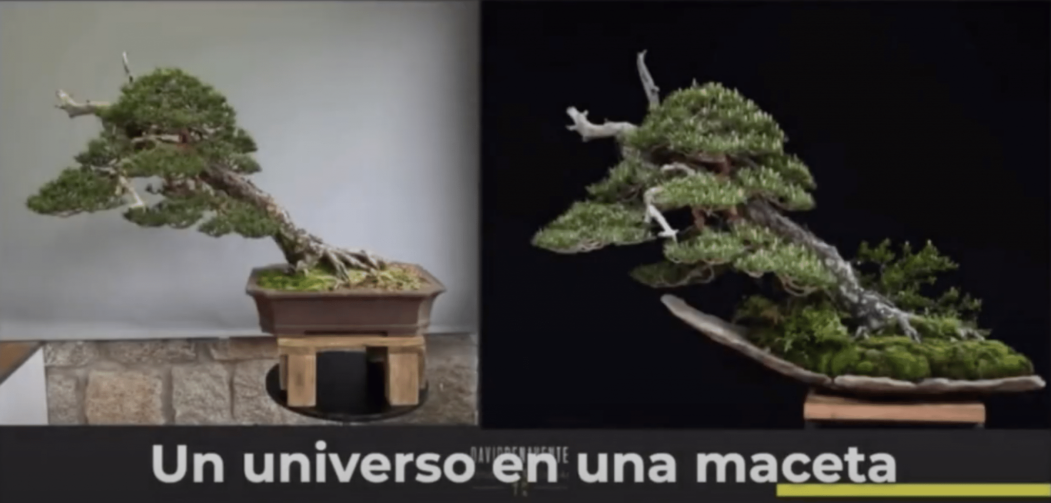 El universo en una maceta
