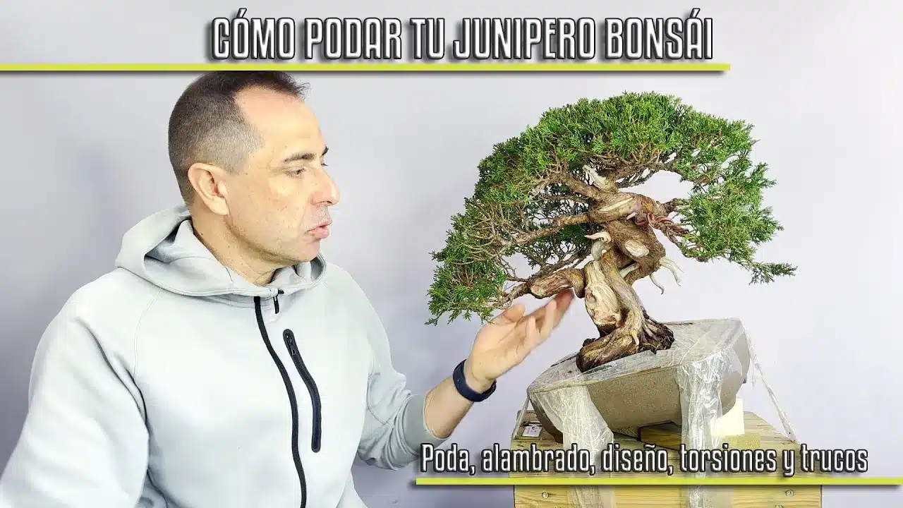 Cómo podar tu junipero bonsái: poda, alambrado, diseño, torsiones y trucos