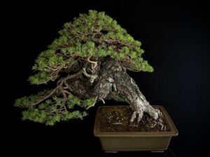 Pinus sylvestris