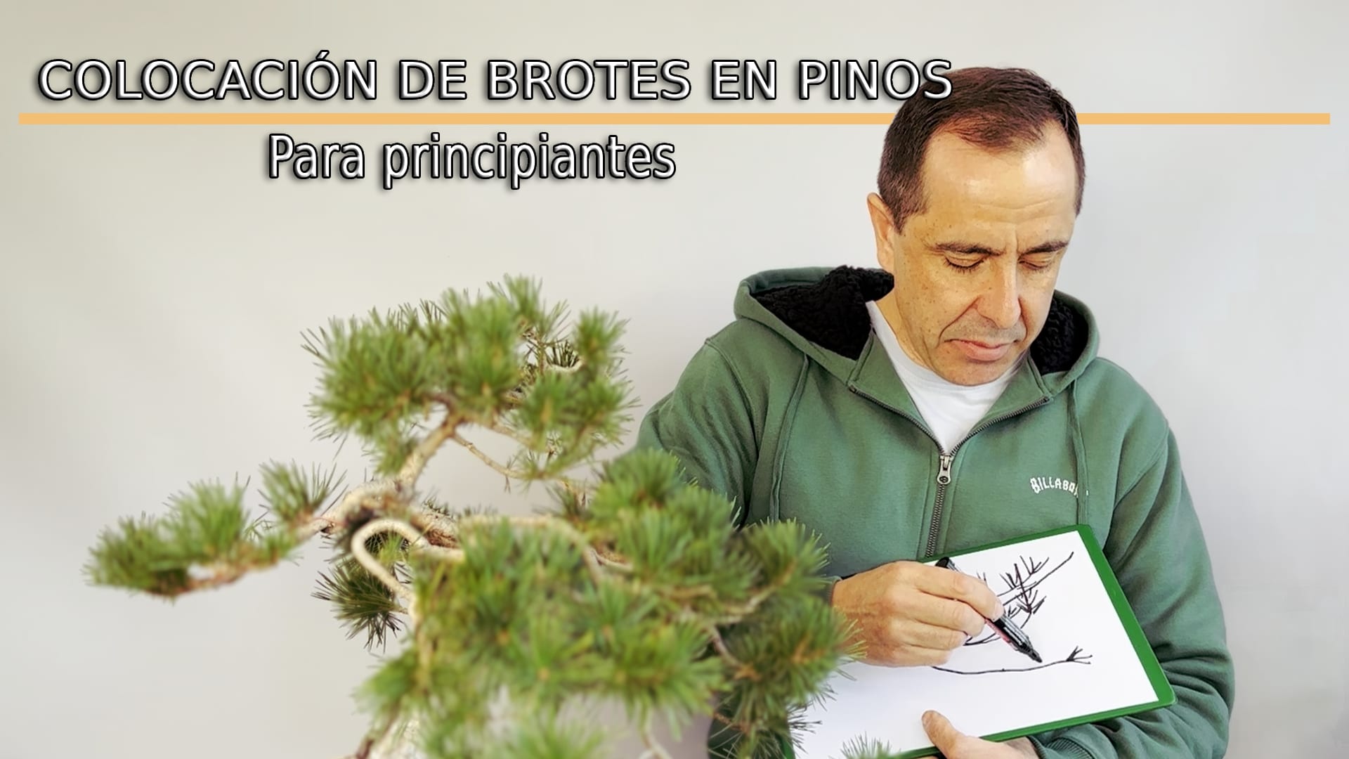 Cómo colocar brotes en pinos bonsái