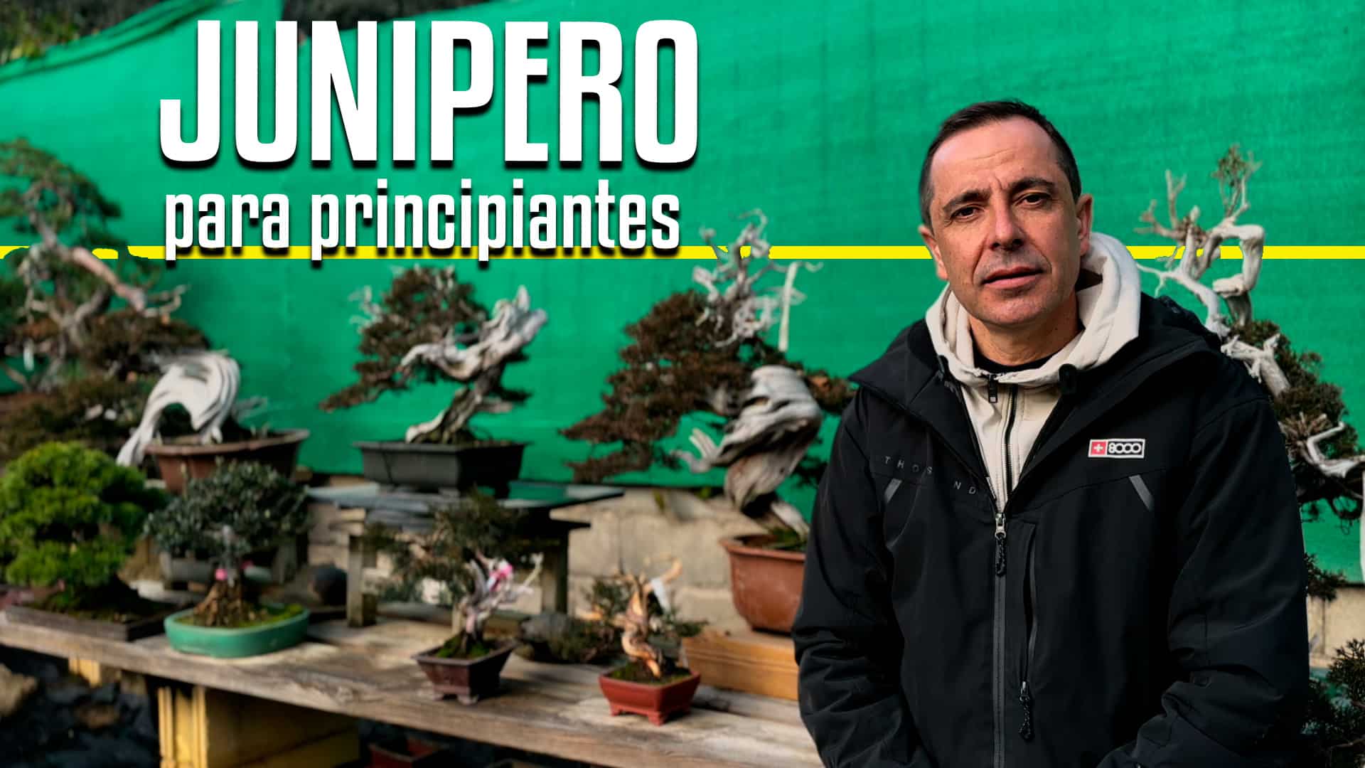 Juníperos para principiantes