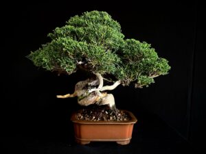 JUNIPERUS CHINENSIS ITOIWAGA