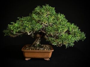 juniperus chinensis itoigawa