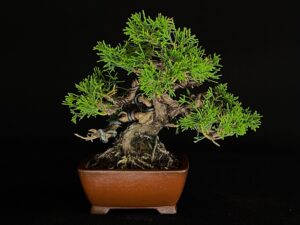 JUNIPERUS CHINENSIS ITOIWAGA