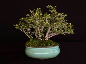 CHAENOMELES JAPONICA