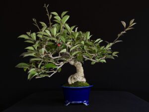 ILEX SERRATA
