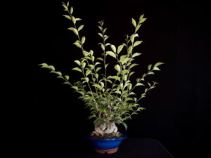 ILEX SERRATA