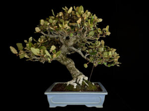 ELEAGNUS PUNGENS