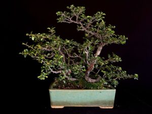 CHAENOMELES