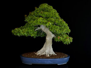 ACER BUERGERIANUM