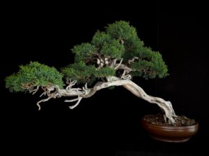 JUNIPERUS CHINENSIS KISHU