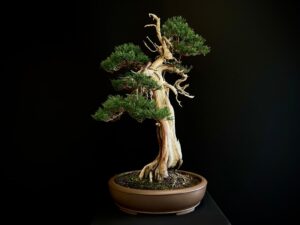 25I-IU-23 JUNIPERUS CHINENSIS KISHU