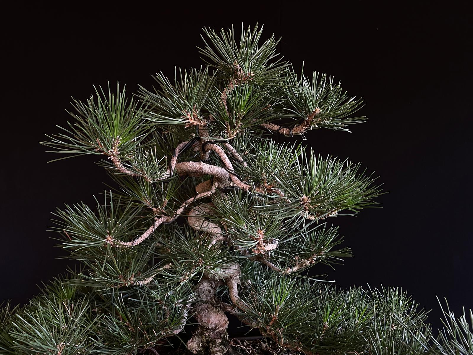 Pinus thunbergii (b. O) 6 25i-iu-28 pinus thunbergii