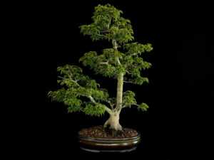 ACER PALMATUM SHISHIGASHIRA