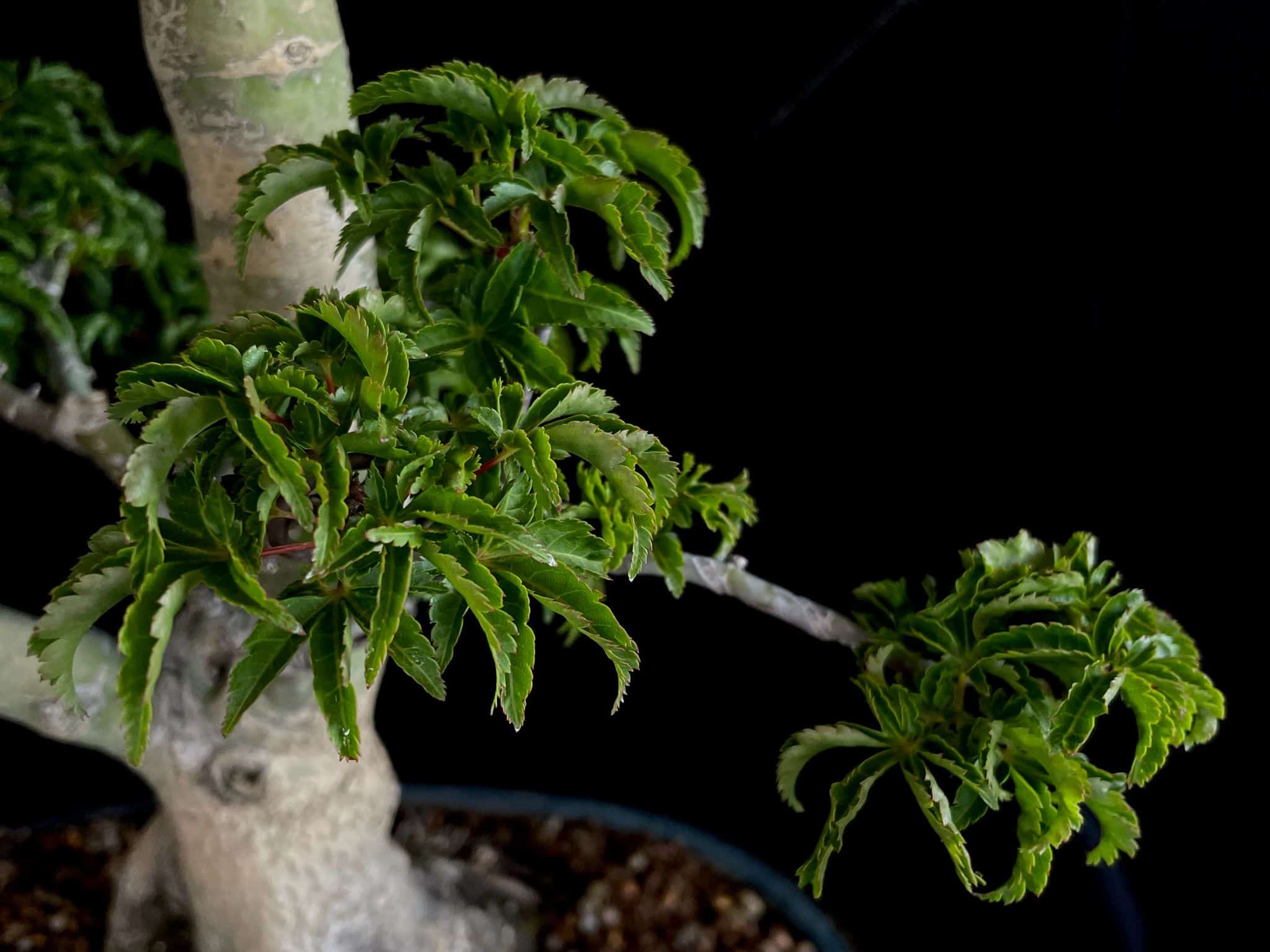 Acer palmatum shishigashira 8 Acer palmatum shishigashira