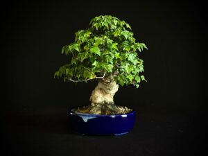 ACER BUERGERIANUM