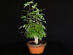 ACER BUERGERIANUM