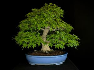 ACER PALMATUM