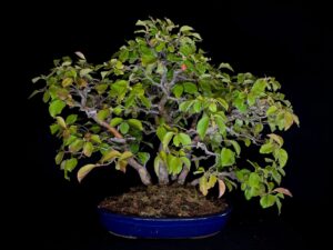 PSEUDOCYDONIA SINENSIS