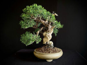 JUNIPERUS CHINENSIS ITOIWAGA