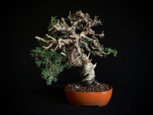 JUNIPERUS-CHINENSIS-ITOIWAGA