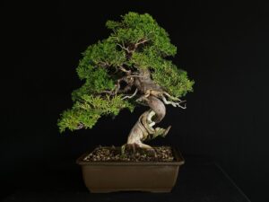 JUNIPERUS CHINENSIS ITOIWAGA