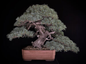 PINUS PENTAPHYLLA