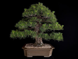PINUS THUNBERGII
