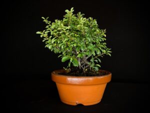 CHAENOMELES