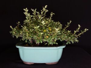 CHAENOMELES