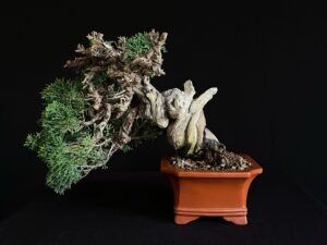 JUNIPERUS CHINENSIS ITOIWAGA
