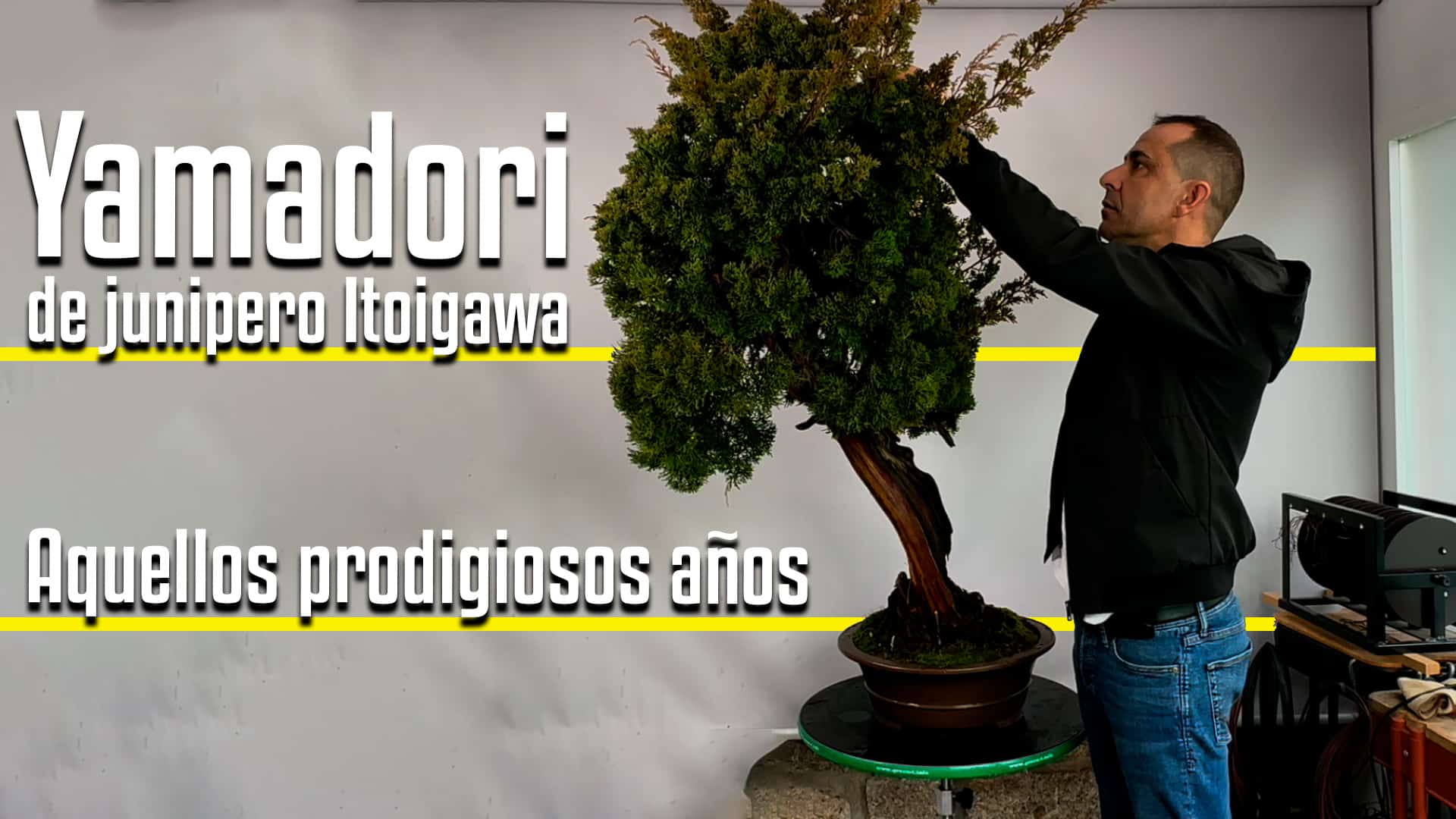 Yamadori junipero itoigawa.