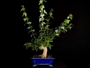 ACER BUERGERIANUM