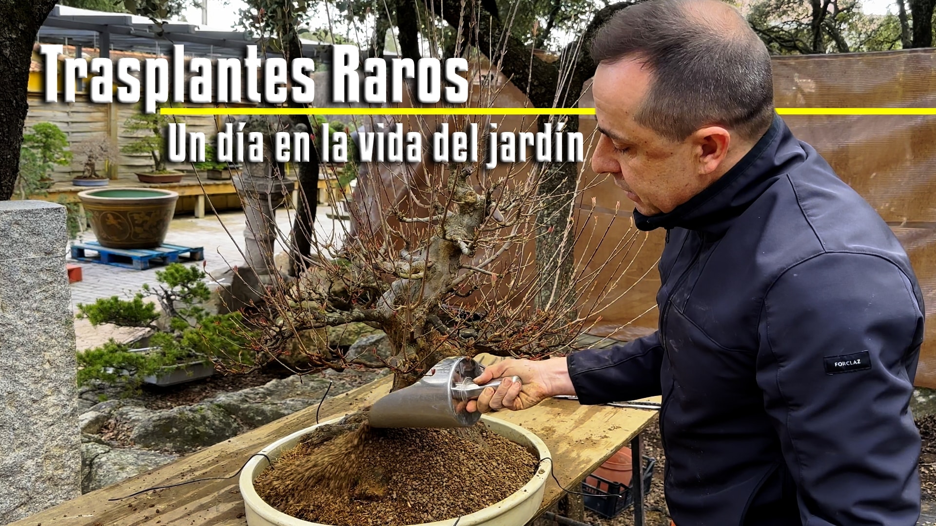 Técnicas de trasplante avanzadas para bonsái