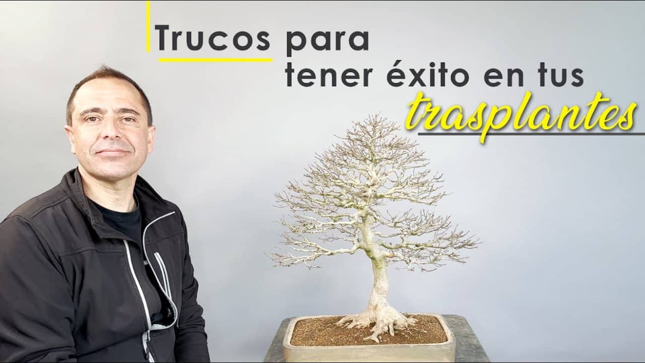 Trucos para tener éxito en tus trasplantes