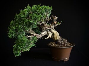 JUNIPERUS CHINENSIS ITOIWAGA