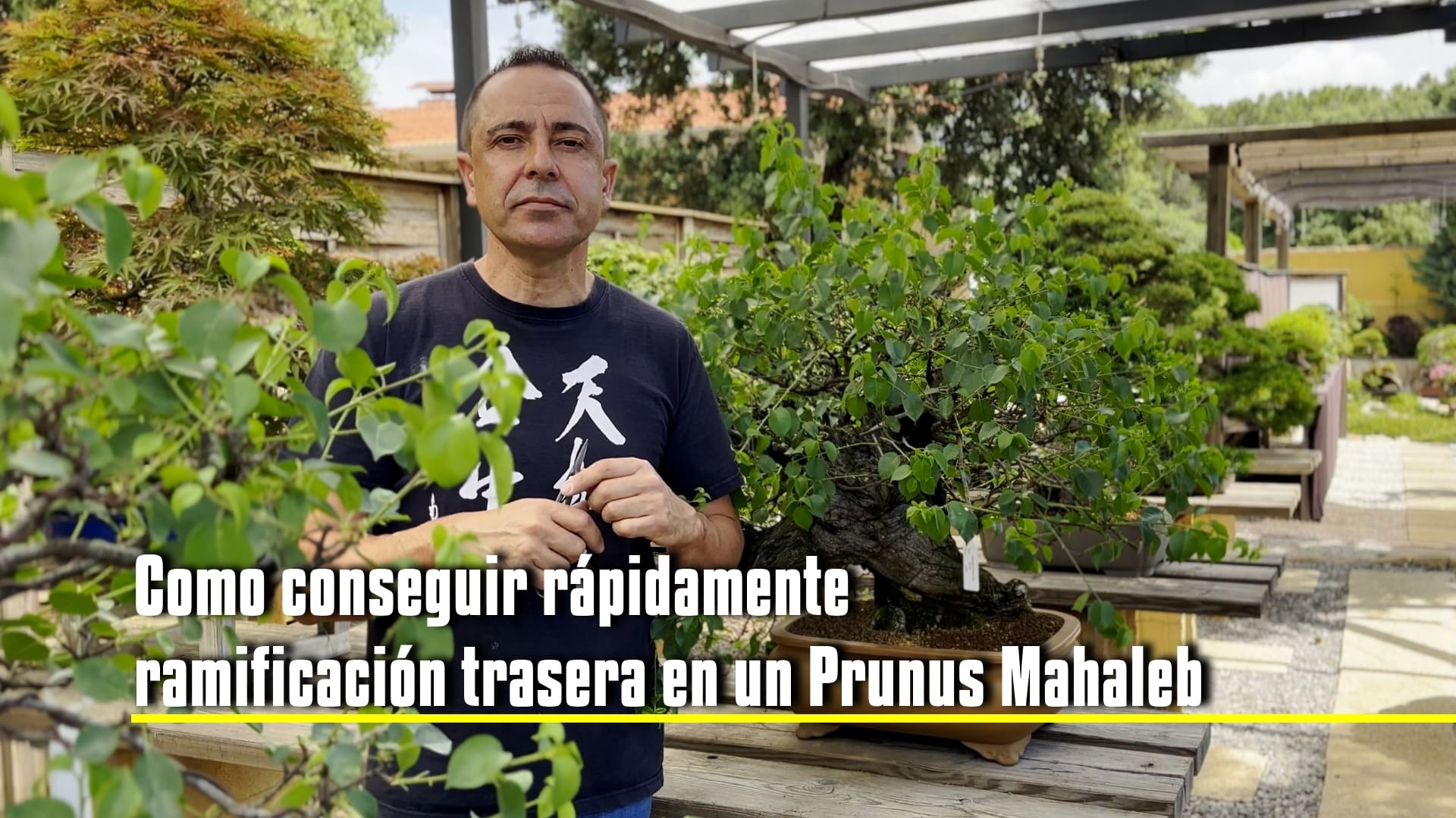 Cómo ramificar rápidamente tu prunus mahaleb