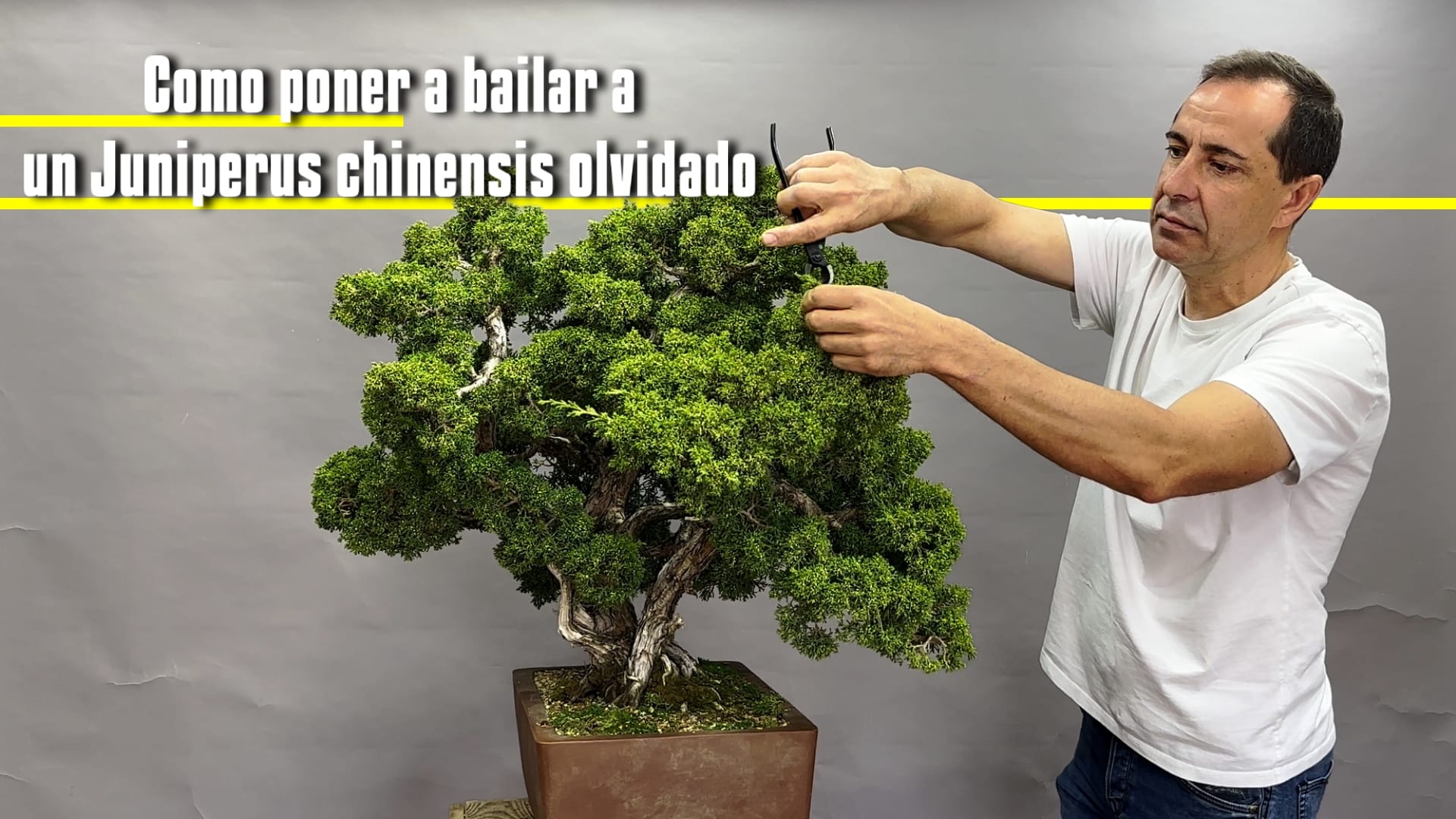 Transformación de un juniperus chinensis