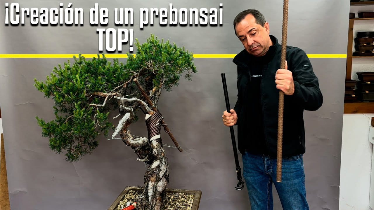 Creación de un prebonsái top